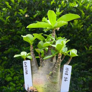 1508 36 Arabicum Godzilla F2 12 meses