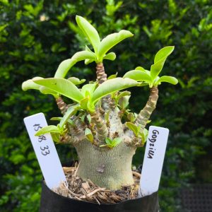 1508 33 Arabicum Godzilla F2 12 meses