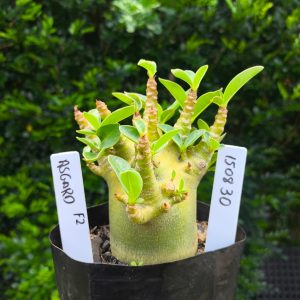 1508 30 Arabicum Asrgard F2 12 meses