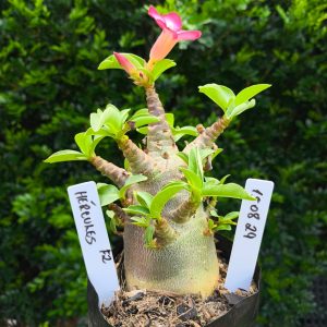 1508 29 Arabicum Hercules F2 12 meses