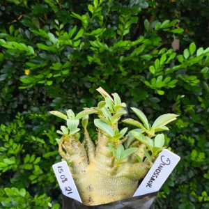 1508 22 Arabicum Dinossaur F2 12 meses