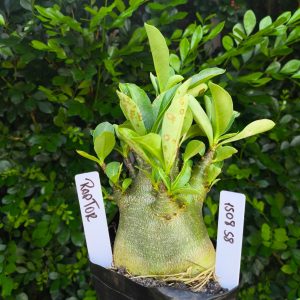 1508 58 Arabicum Raptor F2 12 meses