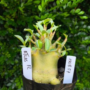 1508 57 Arabicum Atlas F2 12 meses