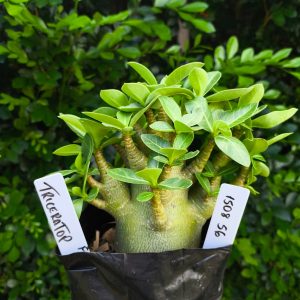 1508 56 Arabicum Triceraptor F2 12 meses