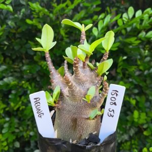 1508 53 Arabicum AeungF2 12 meses