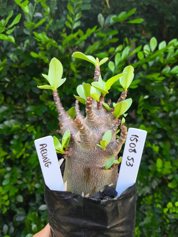 1508 53 Arabicum AeungF2 12 meses
