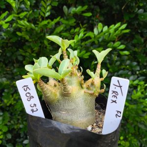 1508 52 Arabicum T-rex F2 12 meses