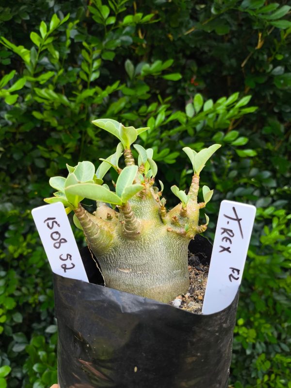 1508 52 Arabicum T-rex F2 12 meses