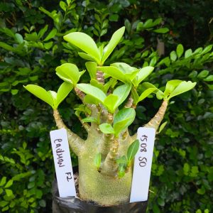 1508 50 Arabicum Cadman F2 12 meses