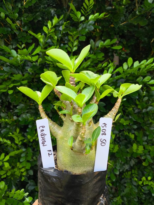 1508 50 Arabicum Cadman F2 12 meses