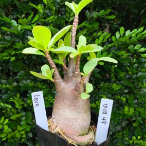 1508 49 Arabicum Lava F2 12 meses