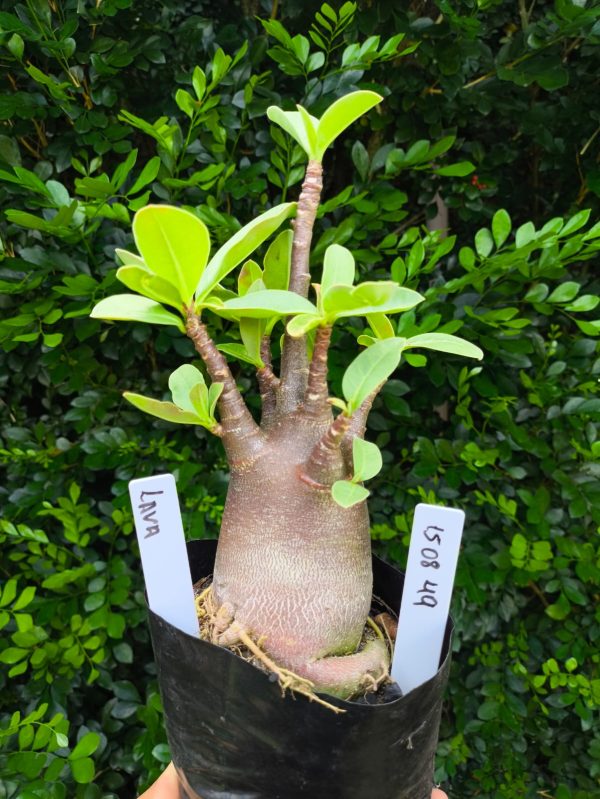 1508 49 Arabicum Lava F2 12 meses
