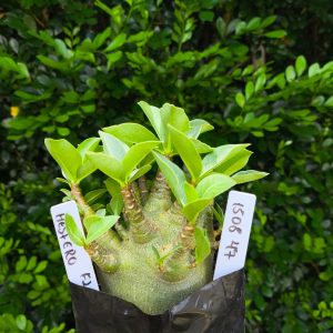 1508 47 Arabicum Hesfero F2 12 meses