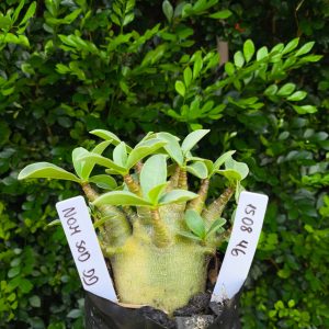 1508 46 Arabicum Nom sod DD F2 12 meses