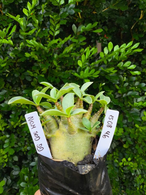 1508 46 Arabicum Nom sod DD F2 12 meses