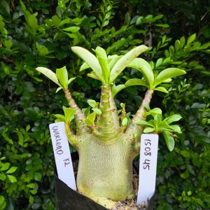 1508 45 Arabicum Overload F2 12 meses