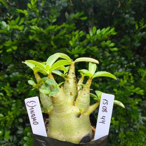 1508 44 Arabicum Dynamo F2 12 meses