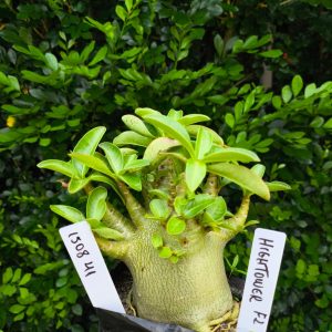 1508 41 Arabicum Hightower F2 12 meses