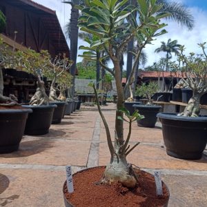 1508 01 Baobá Surprise