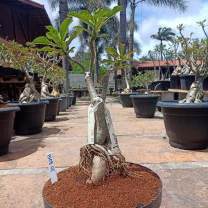 1508 02 Baobá Egg Roll + Respect