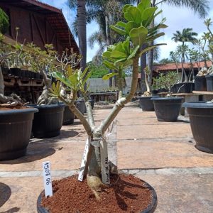 1508 06 Baobá Lilac + Amor de Mãe