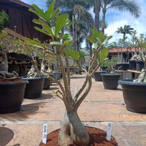 1508 03 Baobá Surpise