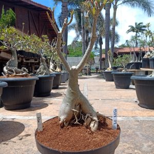 1508 07 Baobá Lilac