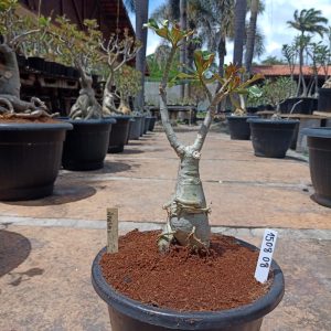 1508 08 Baobá Akachi