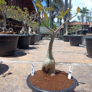 1508 09 Baobá Sem Id