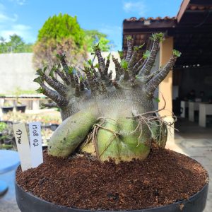 1508 02 Arabicum Tyson Adulta