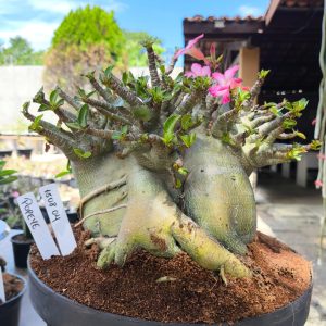 1508 04 Arabicum Popeye Adulta