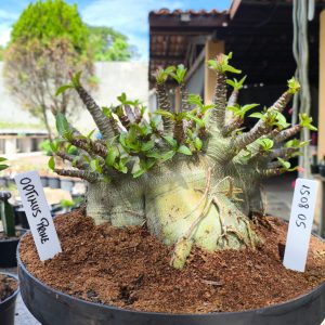 1508 05 Arabicum Optmus Prime Adulta