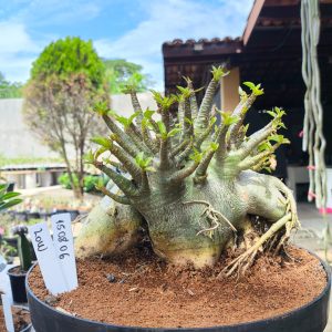 1508 06 Arabicum Low Adulta