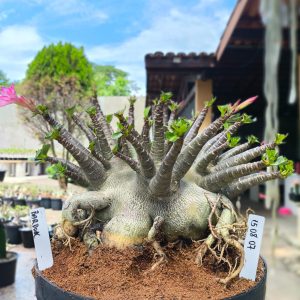 1508 07 Arabicum Bardock Adulta