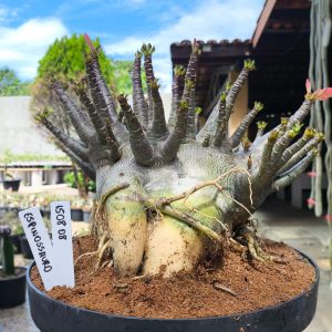 1508 08 Arabicum Espinossauro Adulta