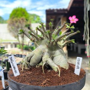 1508 09 Arabicum Braquiossauro Adulta