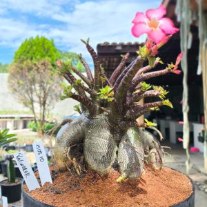 1508 10 Arabicum Ragnarok Adulta