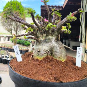 1508 15  Arabicum Bei Bid Adulta