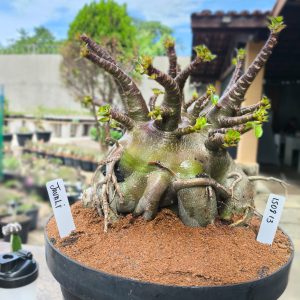 1508 13  Arabicum Javali Adulta