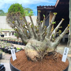 1508 12  Arabicum Zeus Adulta