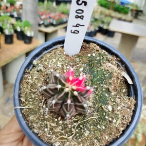 1508 49 Cacto Gymnocalycium Multicolor