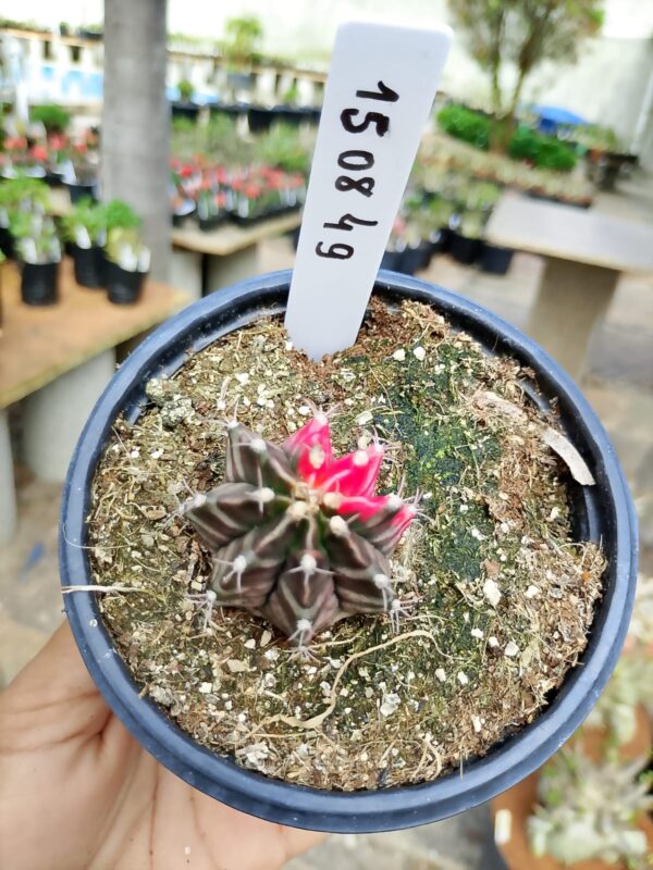 1508 49 Cacto Gymnocalycium Multicolor
