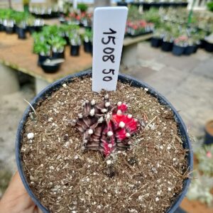 1508 50 Cacto Gymnocalycium Multicolor
