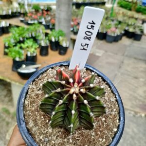 1508 51 Cacto Gymnocalycium Multicolor