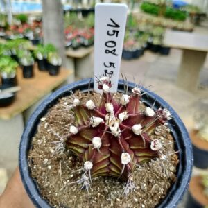 1508 52 Cacto Gymnocalycium Multicolor