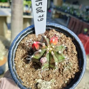 1508 79 Cacto Gymnocalycium Multicolor