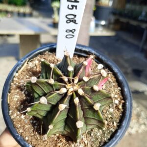 1508 80 Cacto Gymnocalycium Multicolor