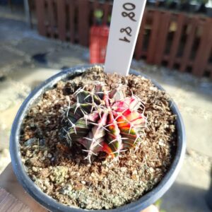 1508 81 Cacto Gymnocalycium Multicolor
