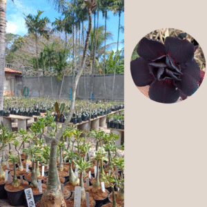 1508 05  Rosa do Deserto Lua Negra