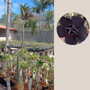 1508 03  Rosa do Deserto Lua Negra